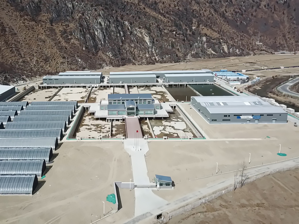 西藏亞?wèn)| - 亞?wèn)|鮭魚(yú)-淡水